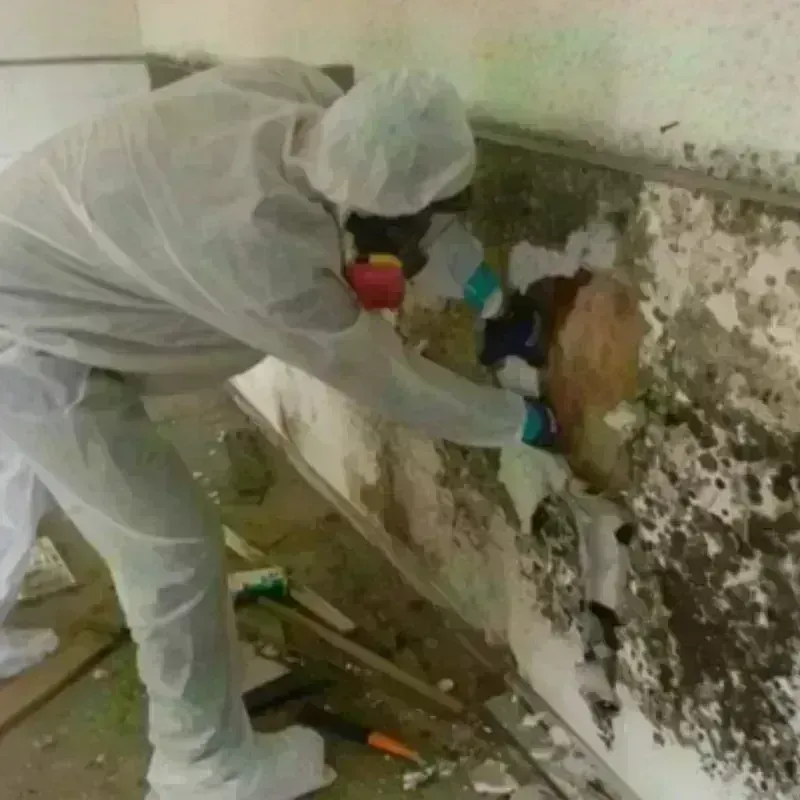 Mold Remediation and Removal in Akron, IN